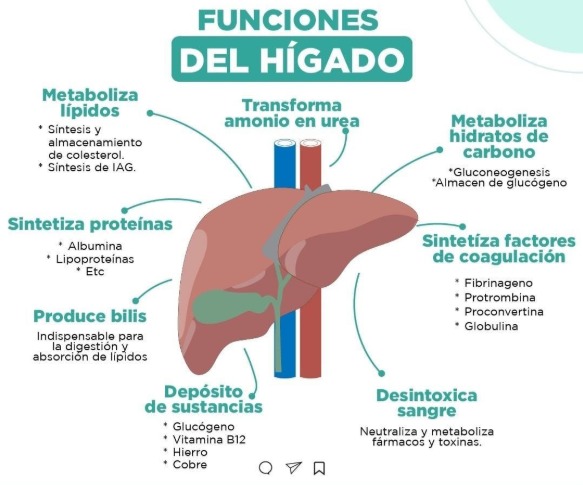 CUIDADO CON EL ABUSO DE SUPLEMENTOS, SU HIGADO PELIGRA HIGADO