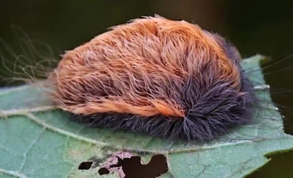 POLILLA DE APARIENCIA INOFENSIVA, ENGAÑO LETAL POLILLA