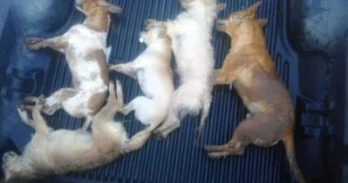 PSICOSIS EN LOS ALTOS DE JALISCO POR OLEADA DE EXTERMINIO CANINO.