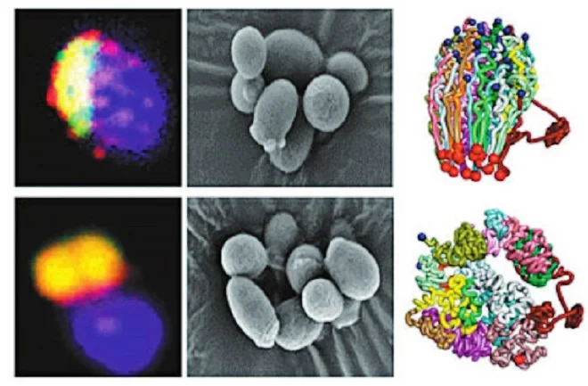 CREAN MOLÉCULA DE ADN ARTIFICIAL.
