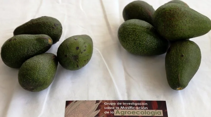 AGRICULTURA ORGÁNICA ALTERNATIVA, RUTA PARA SOSTENIBILIDAD Y SOBERANÍA ALIMENTARIA.