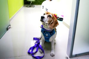 CUIDADOS PALIATIVOS PEDIÁTRICOS SERÁN PRIORIDAD EN EL CIVIL NUEVO.
