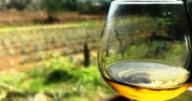EL CONSEJO REGULADOR DEL TEQUILA TRAFICA CON GUÍAS DE AGAVE PARA PRODUCCIÓN DE TEQUILA ILEGAL: PRODUCTORES.