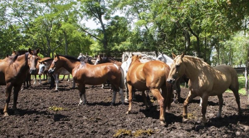 DETECTA SENASICA AFECTACIÓN VIRAL CONTAGIOSA EN CABALLOS DE NAYARIT.