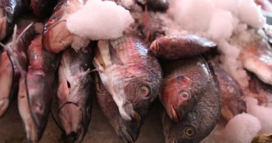 MÉXICO EXPORTÓ 140 MIL TONELADAS DE PRODUCTOS DERIVADOS DE PESCADO EN 2019.