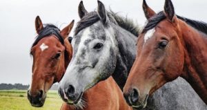 DETECTA SENASICA AFECTACIÓN VIRAL CONTAGIOSA EN CABALLOS DE NAYARIT.
