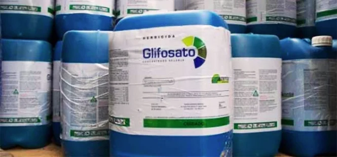 OTORGAN AMPARO PROVISIONAL CONTRA DECRETO A FAVOR DEL GLIFOSATO Y MAÍZ TRANSGÉNICO