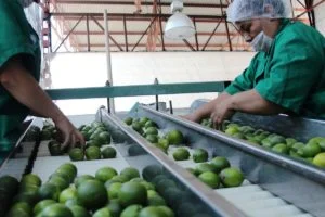 EXPORTADORES DE AGUACATE, BERRIES, JITOMATE Y OTROS PONEN EN RIESGO EL ABASTO DE AGUA EN MUNICIPIOS SUREÑOS DE JALISCO.