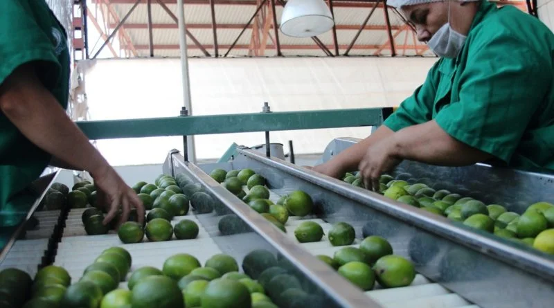 HUBO MAYOR PRODUCCIÓN DE LIMÓN EN 2021, JALISCO APORTÓ TRES DE CADA 100: SADER