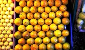 EN MARCHA ESTRATEGIA FITOSANITARIA PARA PROTEGER PRODUCCION DE CITRICOS NACIONALES.
