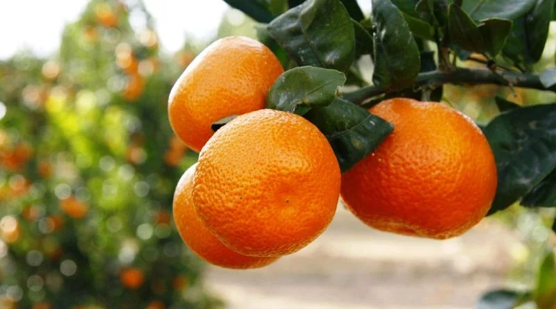 EN MARCHA ESTRATEGIA FITOSANITARIA PARA PROTEGER PRODUCCION DE CITRICOS NACIONALES.