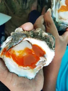 FESTIVAL DEL OSTIÓN EN BUCERÍAS NAYARIT, ROMPE DOBLE RECORD.