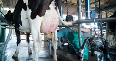 alimento para animales
