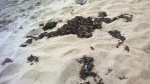 SARGAZO Y "AGUAMALAS" PRESENTES EN PLAYAS DE JALISCO Y NAYARIT.