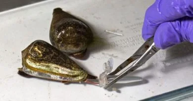 EN EL ENTORNO MARINO EXISTEN ORGANISMOS MÁS PELIGROSOS QUE EL SARGAZO.