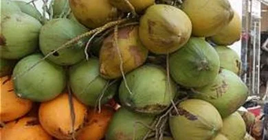 EL DENGUE EN JALISCO CAUSA ESPECULACIÓN POR CONSUMO DE AGUA DE COCO.