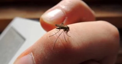 DIFIEREN SECRETARÍAS DE SALUD FEDERAL Y ESTATAL RESPECTO AL DENGUE EN JALISCO.