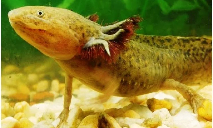 EL AXOLOTE MEXICANO UN SALAMÁNDRIDO QUE PODRÁ SALVARSE DE LA EXTINCIÓN.