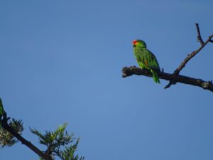 EXISTIÓ UNA VEZ UN "OASÍS" EN JARDÍNES DE LA PAZ.