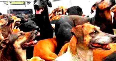 CERTIFICA OMS A MÉXICO POR CERO CASOS DE RABÍA CANINA.