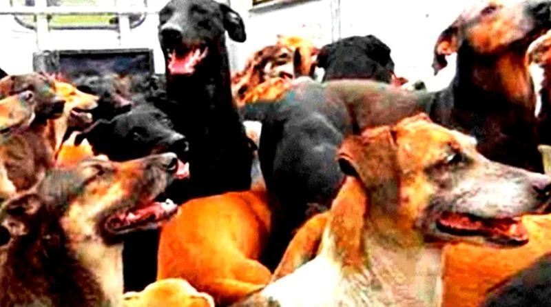 CERTIFICA OMS A MÉXICO POR CERO CASOS DE RABÍA CANINA.