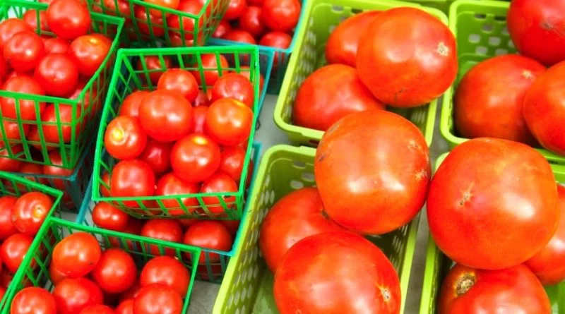 EXPORTADORES MEXICANOS DE JITOMATE Y CHILE DEBERÁN AGREGAR NUEVA CERTIFICACIÓN, SENASICA.