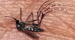 EL DENGUE EN JALISCO CONTINÚA INCONTROLABLE SEGÚN DATOS FEDERALES.