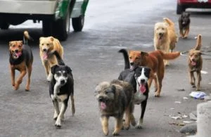 CERTIFICA OMS A MÉXICO POR CERO CASOS DE RABÍA CANINA. CERTIFICA OMS A MÉXICO POR CERO CASOS DE RABÍA CANINA.