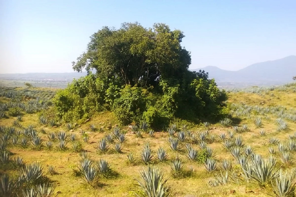 JALISCO PODRÍA ABRIR AL PÚBLICO SU SEGUNDA ZONA ARQUEOLÓGICA EN 2025: INAH