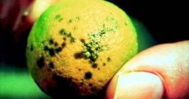 RESULTADOS POSITIVOS CONTRA EL “DRAGÓN AMARILLO”, OBTIENEN PRODUCTORES LIMONEROS JALISCIENSES.