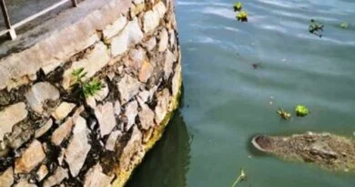 REPORTAN PRESENCIA DE COCODRILOS EN EL LAGO DE CHAPALA.