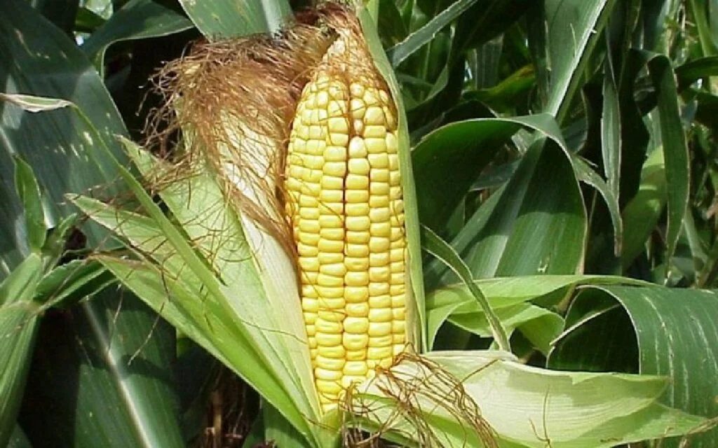 MÉXICO ES EL PAÍS DEL MÁIZ Y DEBE PROTEGERSE COMO PATRIMONIO BIOCULTURAL maiz