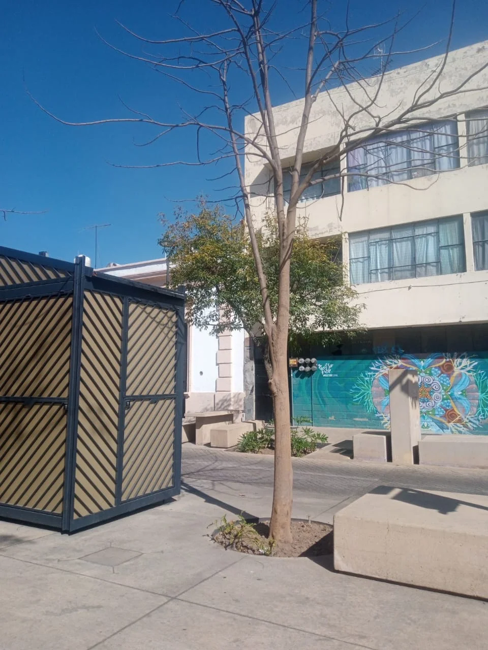 UNO DE CADA CUATRO ÁRBOLES EN PASEO ALCALDE TIENE PLAGA.