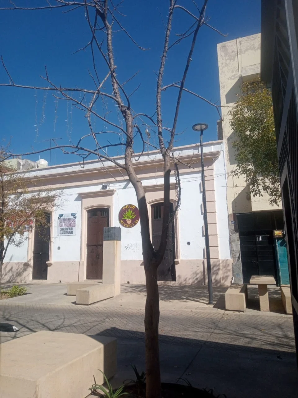 UNO DE CADA CUATRO ÁRBOLES EN PASEO ALCALDE TIENE PLAGA.