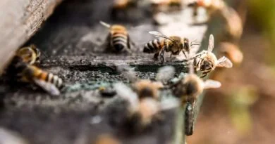 MILLONES DE INSECTOS ANIQUILADOS EN COLIMA NO PESARON EN EL DÍA NACIONAL DE LAS ABEJAS