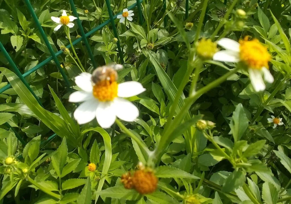 ABEJA