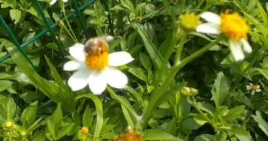 ABEJA