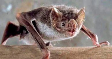 vampiro