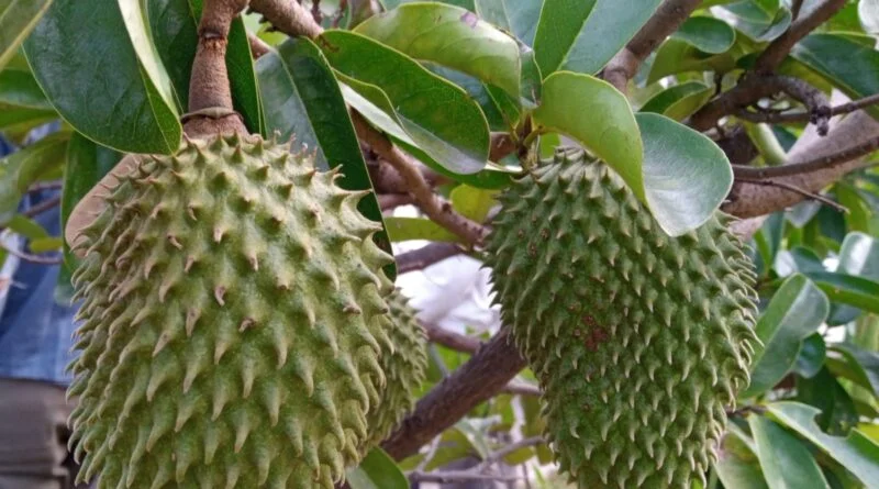 EXÓTICA, DULCE Y JUGOSA ES LA GUANABANA MEXICANA