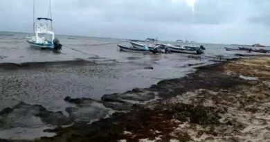 ANALIZA EL CINVESTAV PROPIEDADES Y POSIBLES USOS DEL SARGAZO