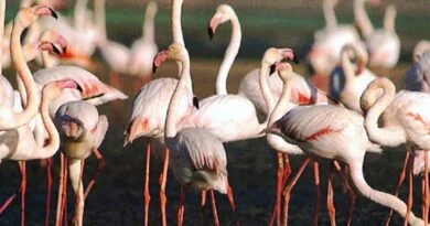flamencos
