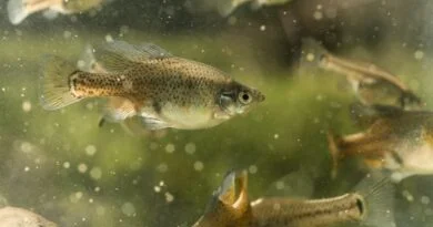ESPECIES ENDÉMICAS EN RIOS JALISCIENSES