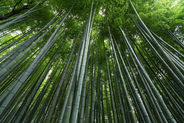 BAMBU
