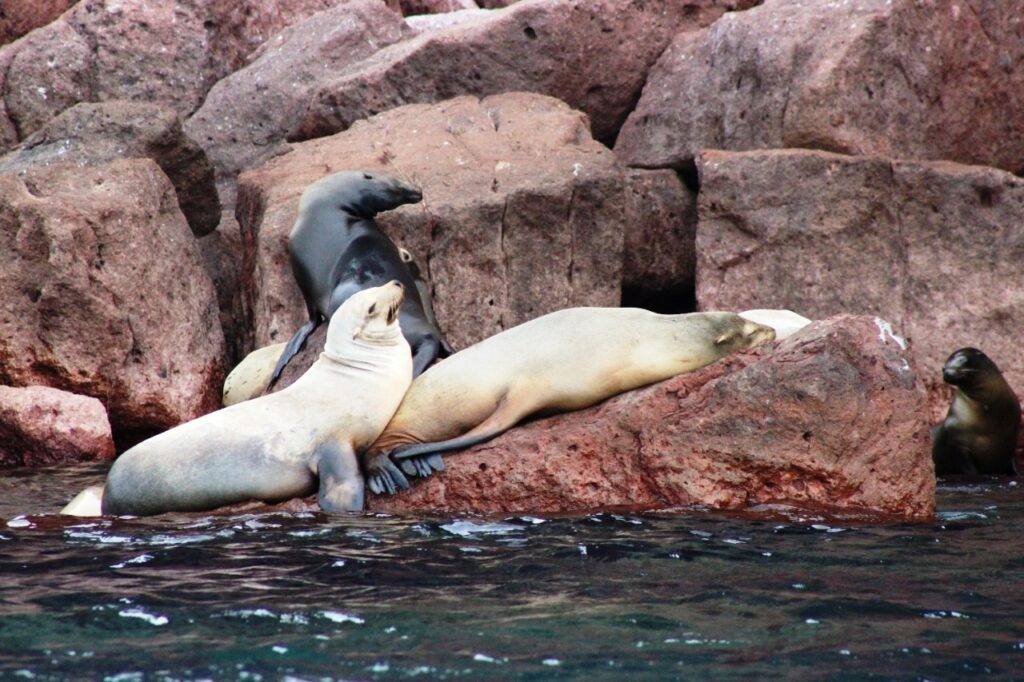 LOBOS MARINOS EN BC GOZAN DE BUENA SALUD: CONANP conanp lobos marinos