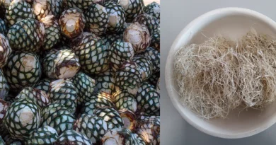 AGAVE