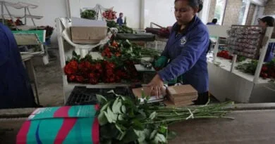 flores