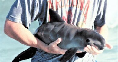 vaquita