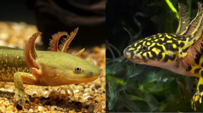 15 DE LAS 18 ESPECIES DE AJOLOTE SE ENCUENTRAN EN RIESGO, ADVIERTEN AJOLOTE