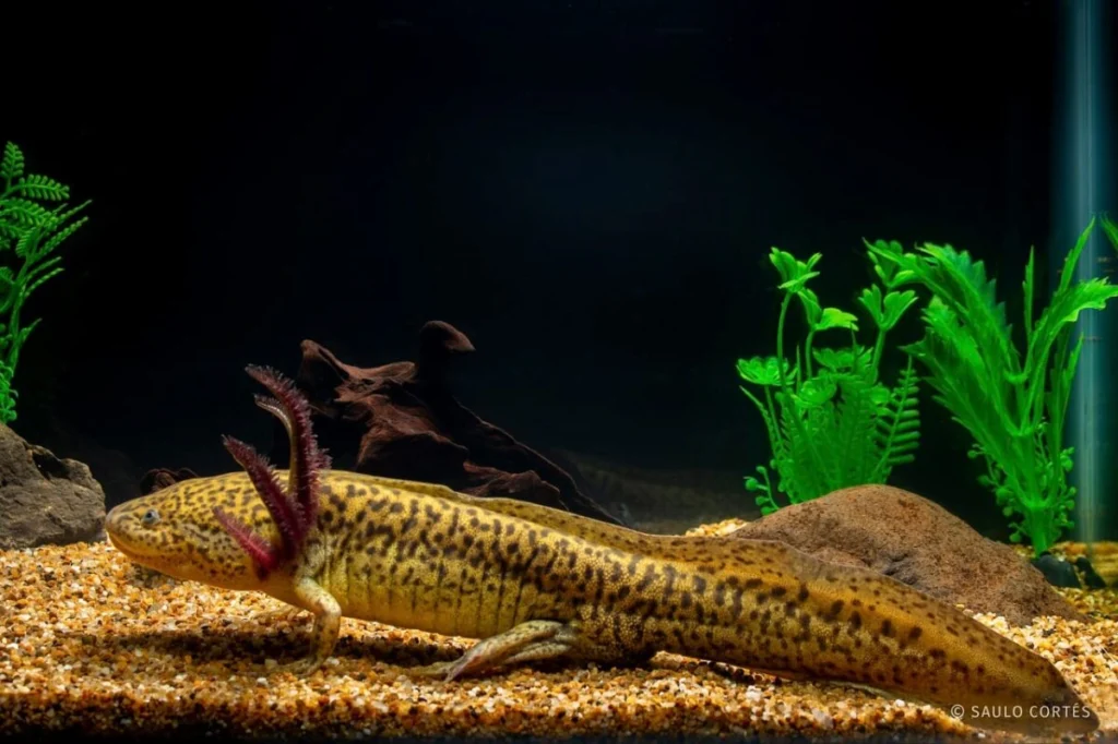 15 DE LAS 18 ESPECIES DE AJOLOTE SE ENCUENTRAN EN RIESGO, ADVIERTEN AJOLOTE