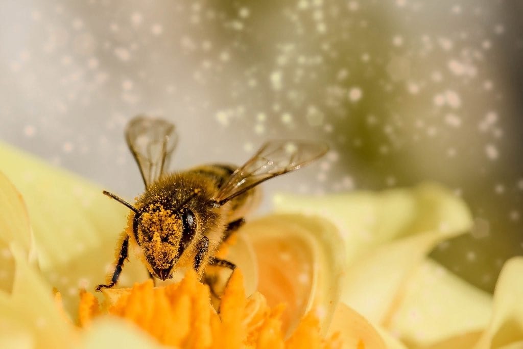 abeja